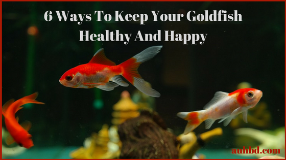 Keep Goldfish Healthy And Happy