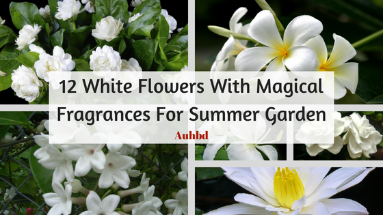 12 White Flowers With Magical Fragrances For Summer Garden