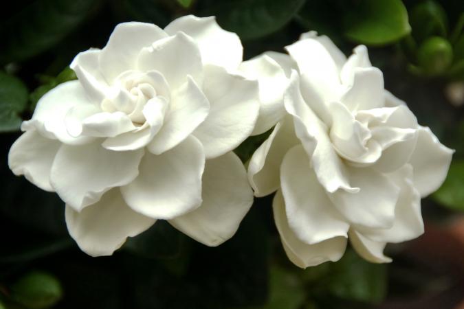 Gardenia (Image source- Lovetoknow)