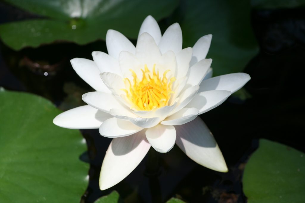 White Lily 